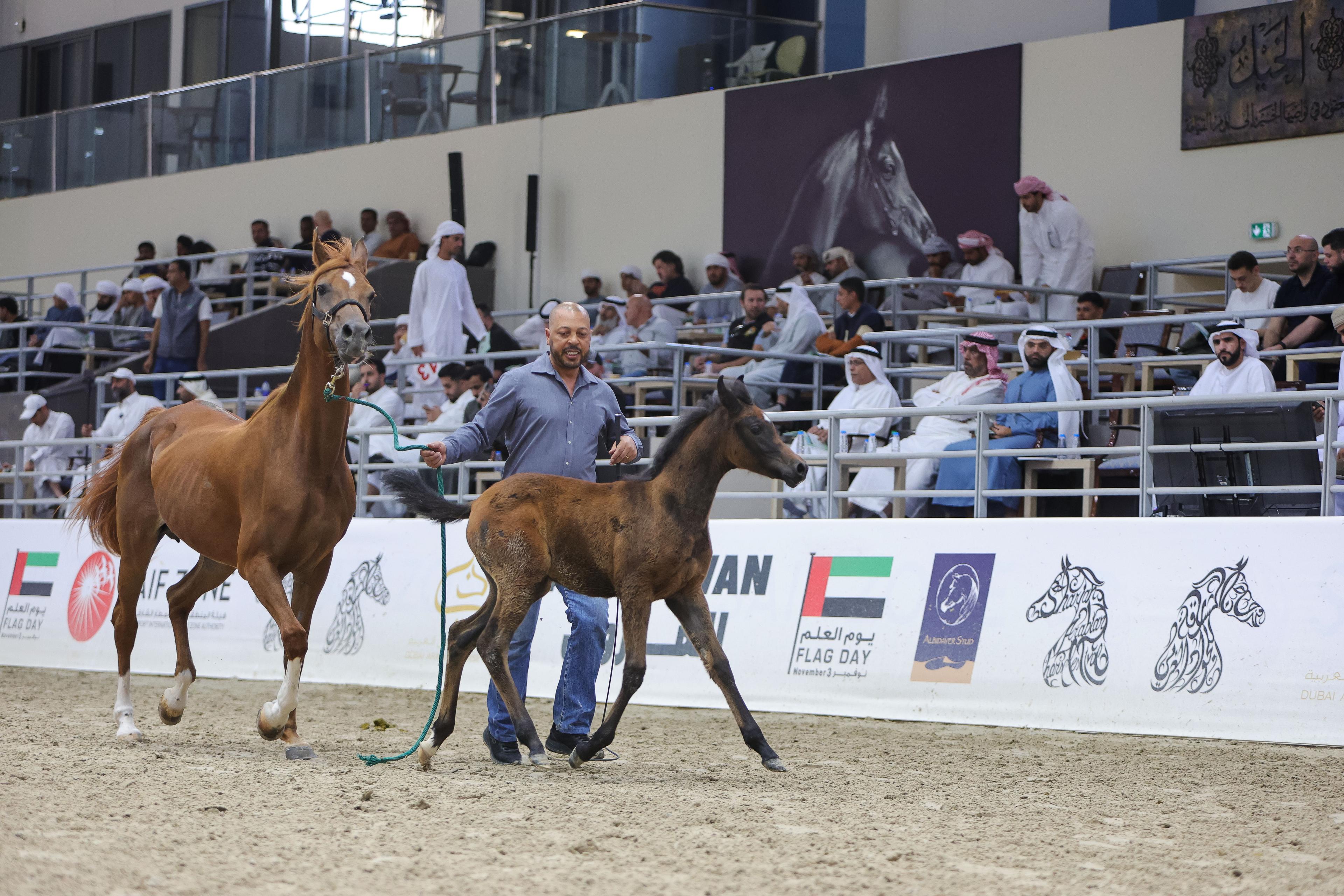 Sharjah Arabian Horse Auction