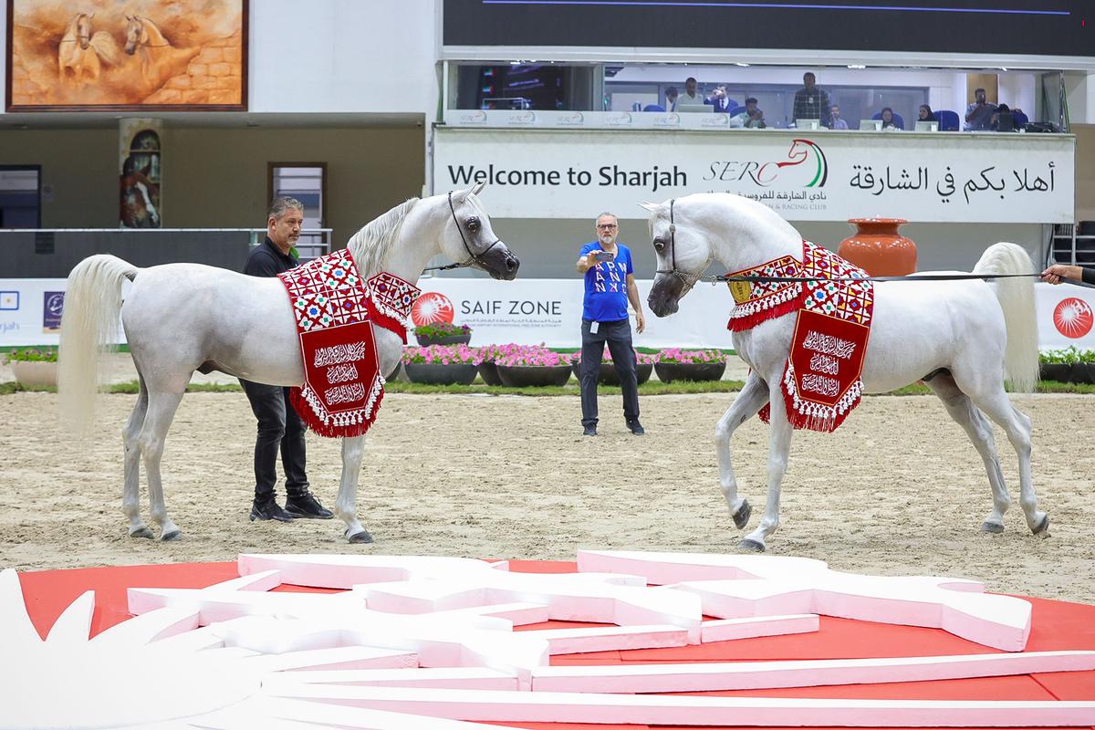 Sharjah Int. Arabian Horse Festival - Straight Egyptian