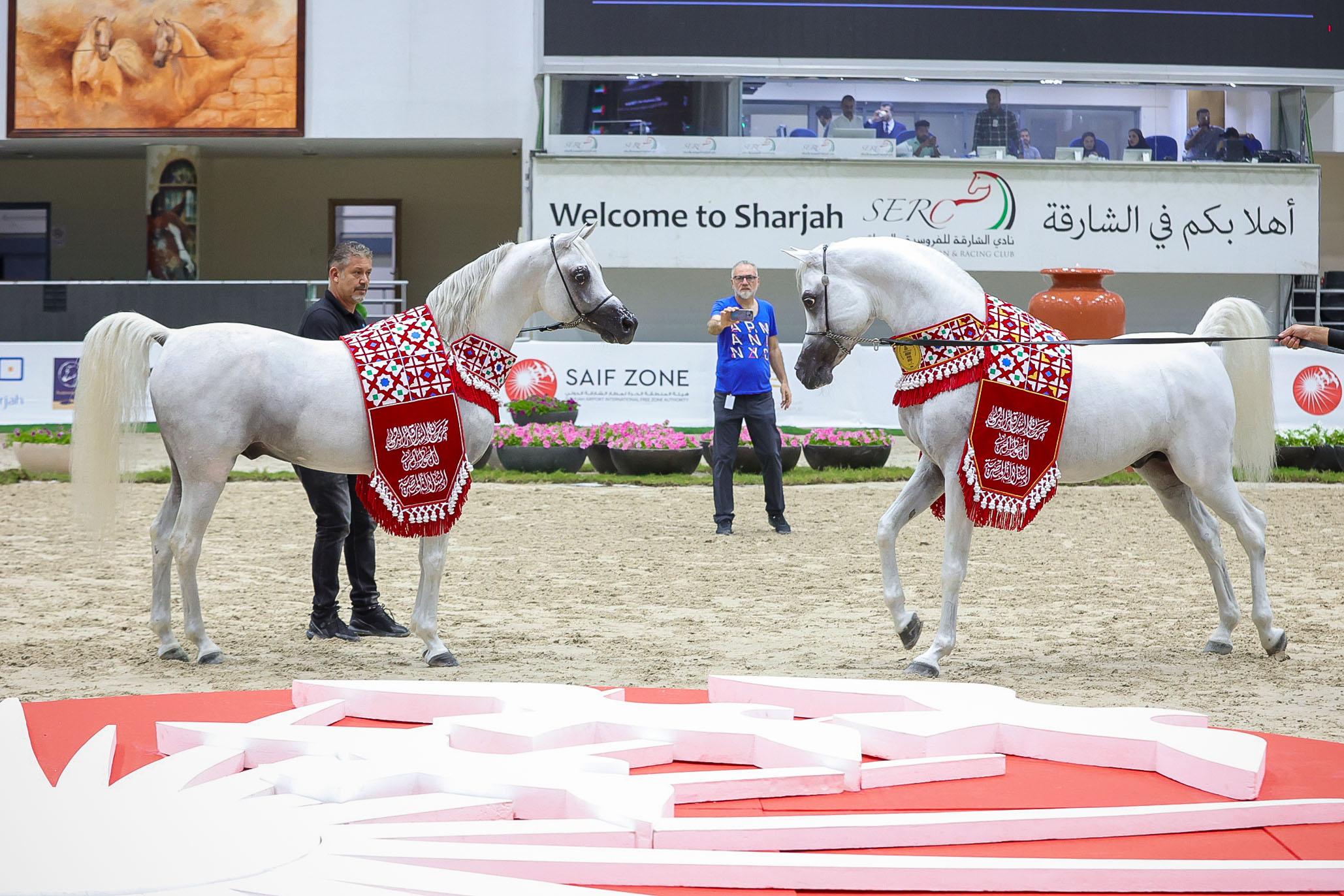 Sharjah Int. Arabian Horse Festival - Straight Egyptian