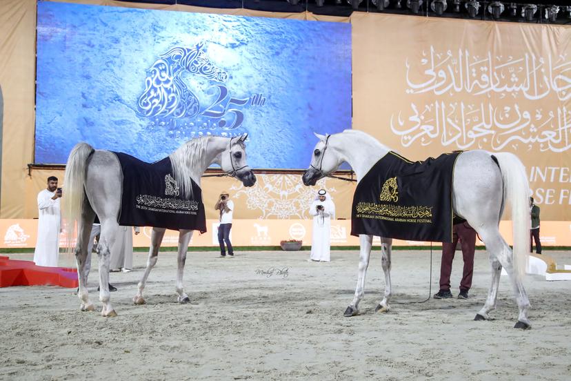 Arabian Shows